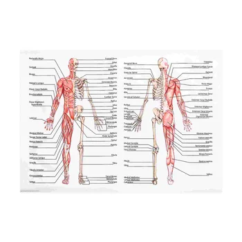 50x70cm Anatómie Plagáty na Stenu Obrázok, Sval, Kostra, Plagát Plátno Art Print Vzdelávania Nemocničnej Lekárni Obrazy