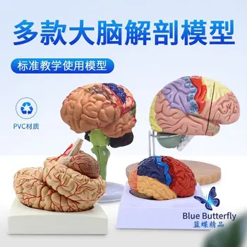 Mozgové tepny model, anatómie mozgu model, mozgového kmeňa model, mozgové štruktúry modelu, neurológia model