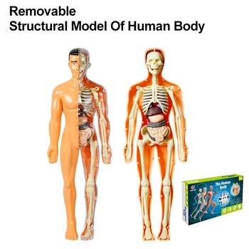 Vymeniteľné Štrukturálny Model Ľudského Tela Anatomické Kostra Orgánov Pre Vyučovanie Prírodovedných Rekvizity Interaktívne Dieťa STONKY