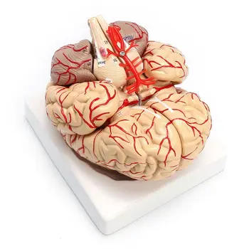 NOVÉ-1: 1 životnej Veľkosti Človeka Anatomické Mozgu Pro Aorty Orgán Model Vyučovania
